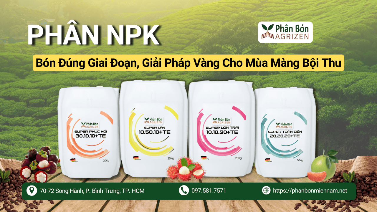 Phân npk – Bón đúng giai đoạn, giải pháp vàng cho mùa màng bội thu