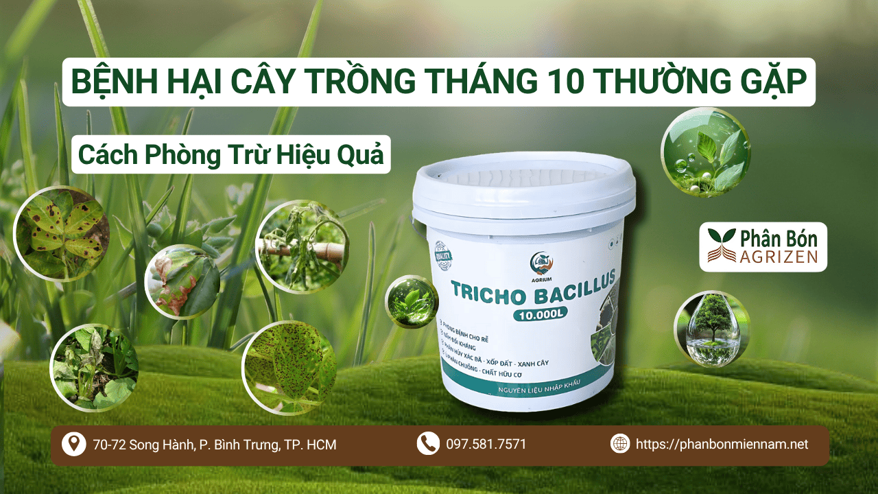 Bệnh Hại Cây Trồng Tháng 10 Thường Gặp Và Cách Phòng Trừ Hiệu Quả