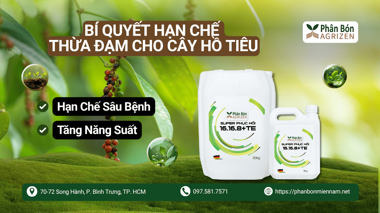Bí Quyết Hạn Chế Thừa Đạm Cho Cây Hồ Tiêu – Hạn Chế Sâu Bệnh, Tăng Năng Suất