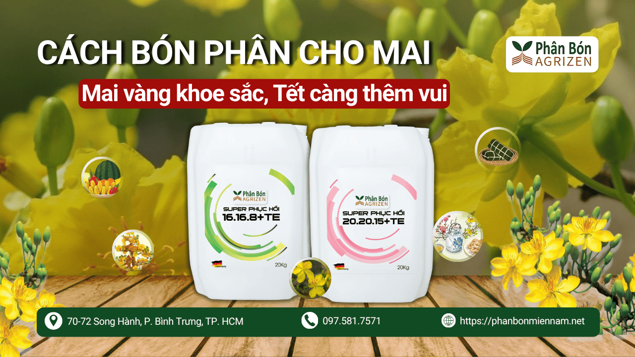 Cách Bón Phân Cho Mai – Mai Vàng Khoe Sắc, Tết Càng Thêm Vui