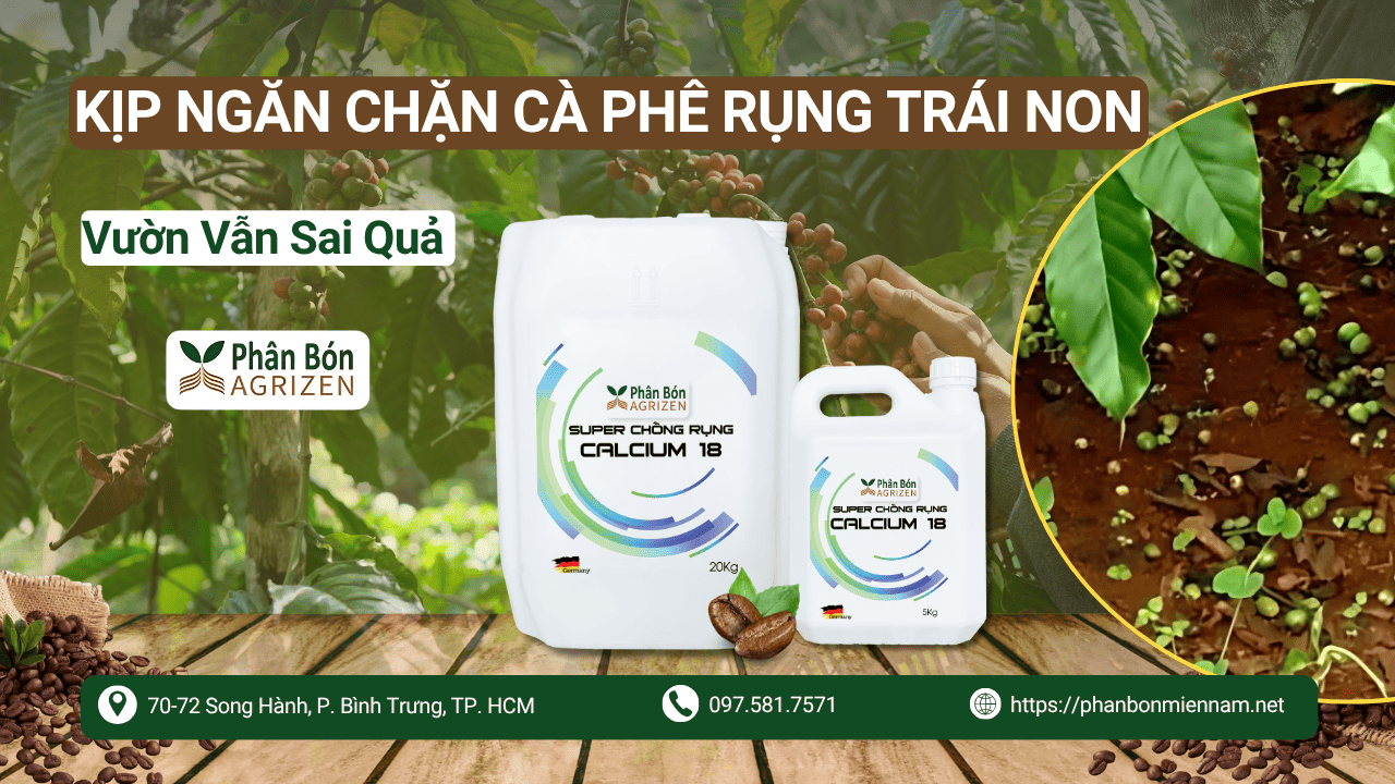 Kịp Ngăn Chặn Cà Phê Rụng Trái Non – Vườn Vẫn Sai Quả Cùng Agrizen