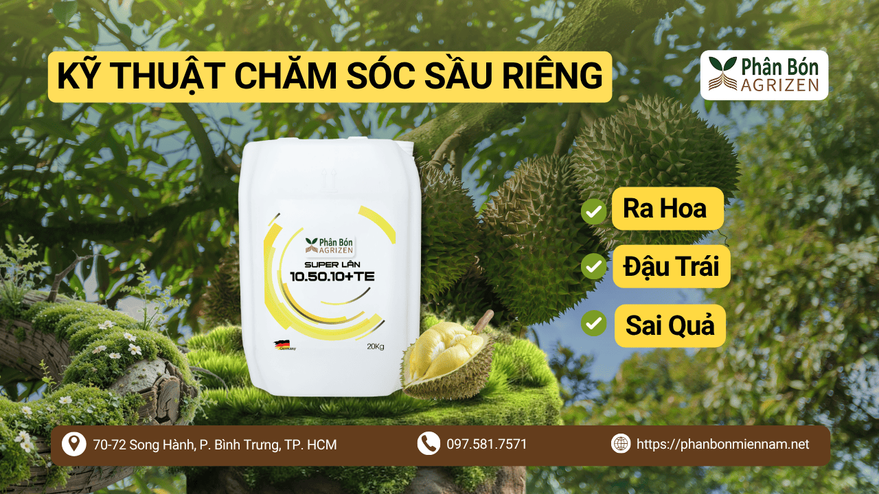 Kỹ Thuật Chăm Sóc Sầu Riêng Ra Hoa Đậu Trái Sai Quả Cùng Agrizen