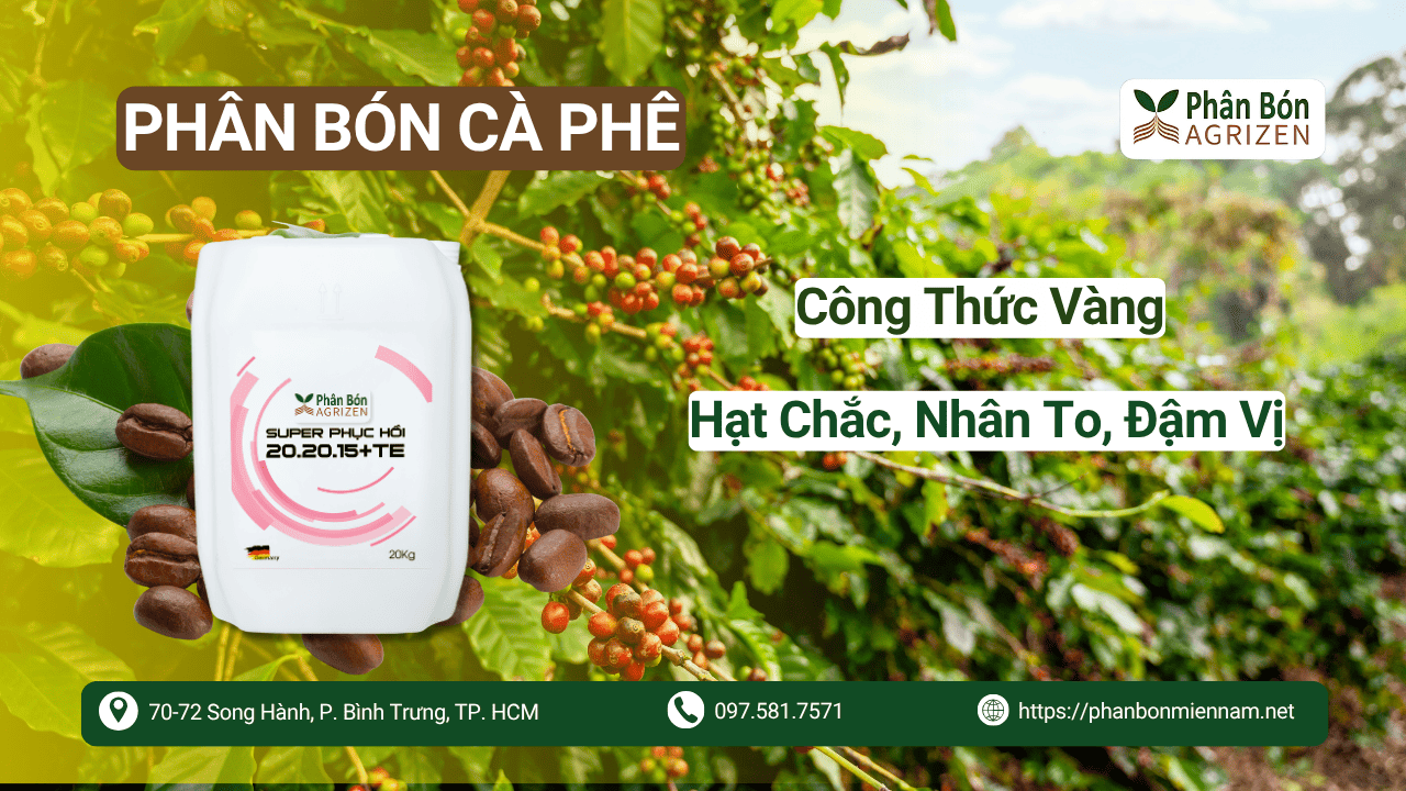 Phân Bón Cà Phê – Công Thức Vàng Giúp Hạt Chắc, Nhân To, Đậm Vị
